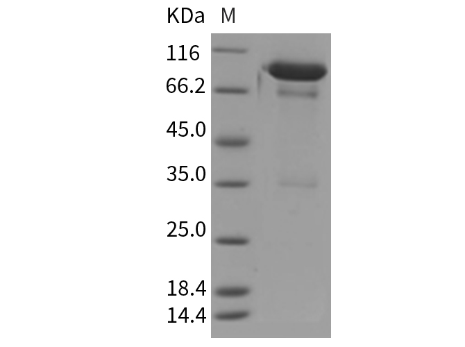 Валидация Elabscience PKSM040381(4381)