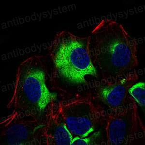 Валидация IF - AntibodySystem RHD72503