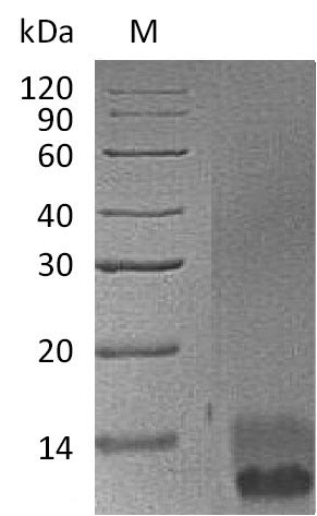 SDS-PAGE
