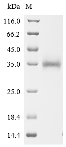 SDS-PAGE
