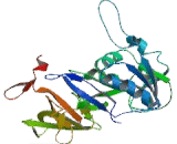 Acyl Coenzyme A Synthetase Long Chain Family, Member 1 (ACSL1)
