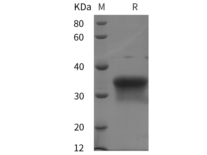 Валидация Elabscience PDMH100062(786)