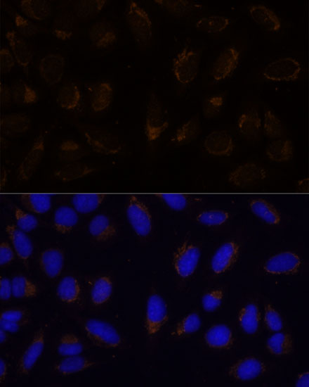 Валидация Elabscience E-AB-64309