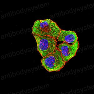 Валидация IF - AntibodySystem RHJ14402
