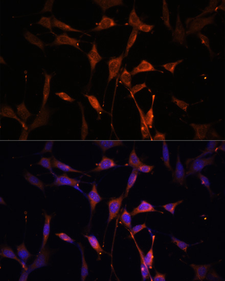 Валидация Elabscience E-AB-67032