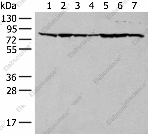 Вестерн-блоттинг, TUBGCP4, клеточные линии HT-29, NIH/3T3, 231, HeLa, RAW264.7, K562 и LOVO