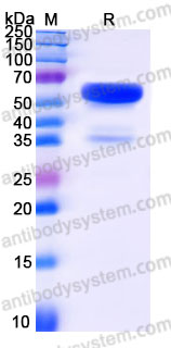 EHG53701, SDS-PAGE