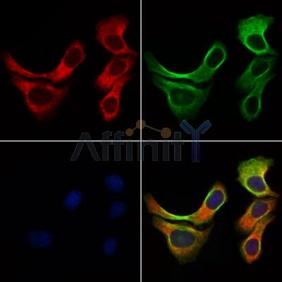 Валидация Affinity DF4954 - 16788