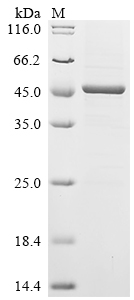 SDS-PAGE