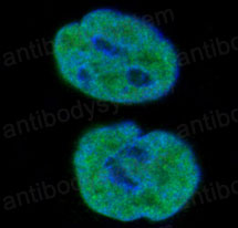 Валидация IF - AntibodySystem RHC24302