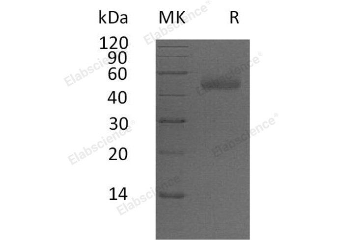 Валидация Elabscience PKSH032926(3324)
