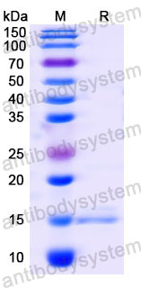 Валидация SDS-PAGE - AntibodySystem RHA51401