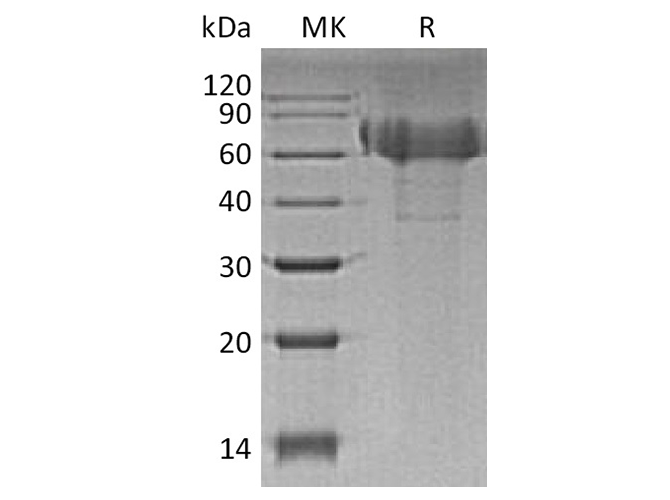 Валидация Elabscience PKSH033511(3815)