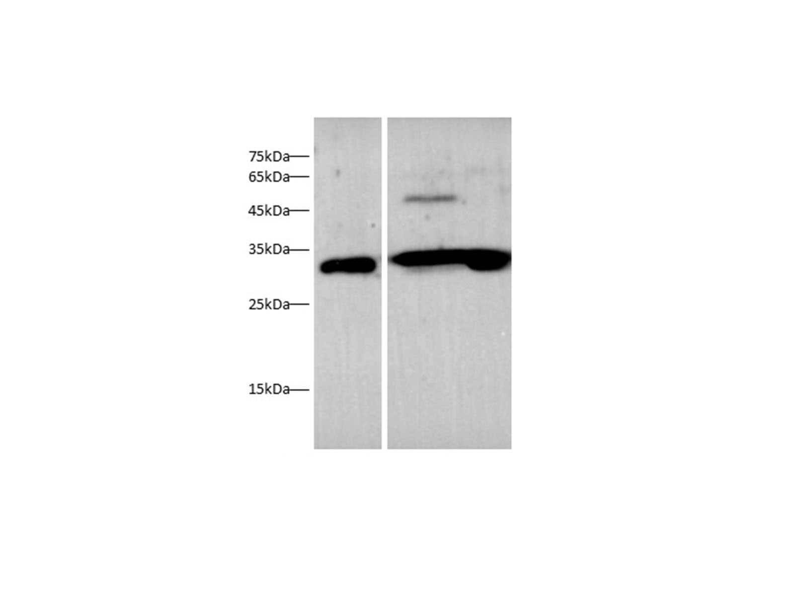 Вестерн-блоттинг, EPO, клетки U87-MG, ткань почки мыши, ткань печени крысы