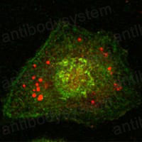 Валидация IF - AntibodySystem RHD75502