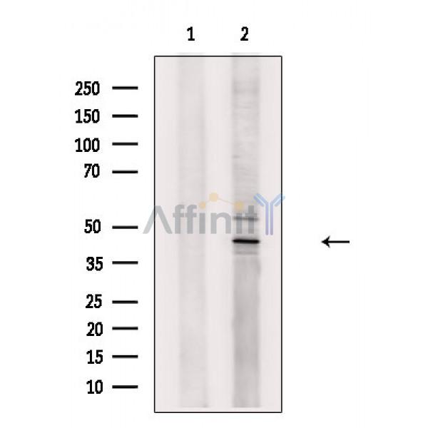 Валидация Affinity DF2403 - 12998
