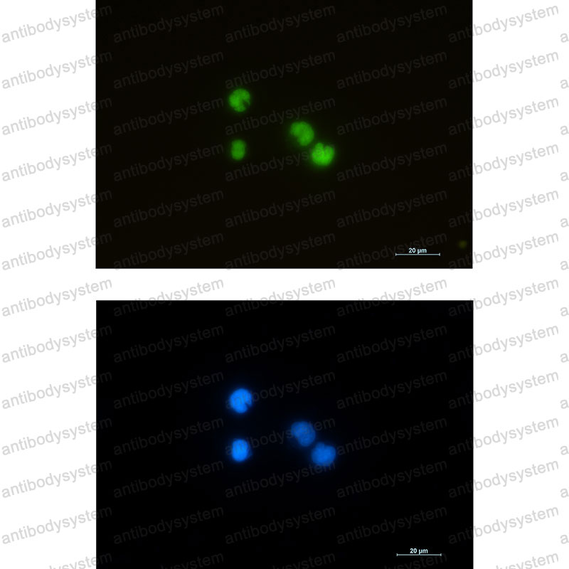 Валидация IF - AntibodySystem RHG33303