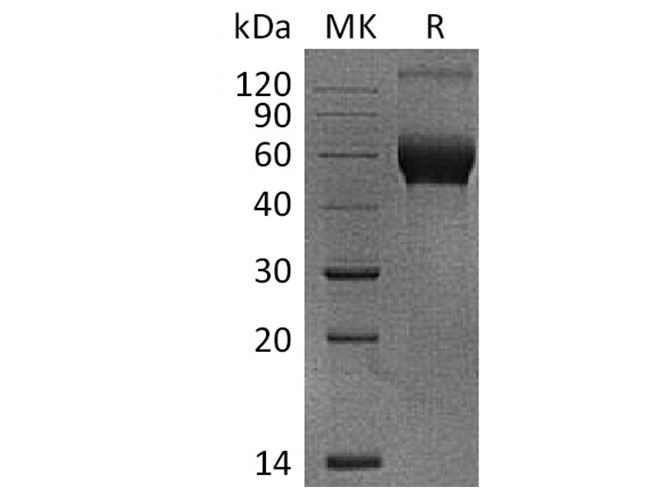 Валидация Elabscience PKSH033634(3920)