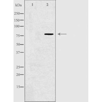 Валидация Affinity DF4943 - 16771