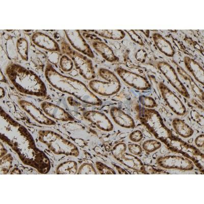 Валидация Affinity DF7199 - 18866