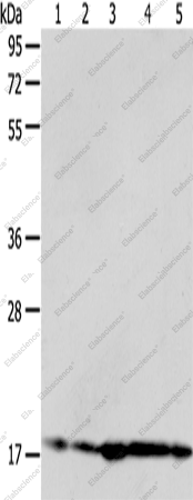 Вестерн-блоттинг, ARF6, клетки HeLa, 293T, A431, MCF-7 и ткань печени мыши