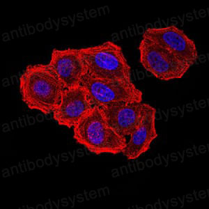 Валидация IF - AntibodySystem RHN95901 (1680)