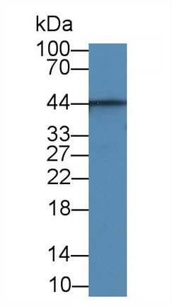 28355