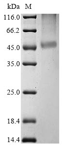 SDS-PAGE