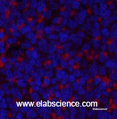 Валидация Elabscience E-AB-31844