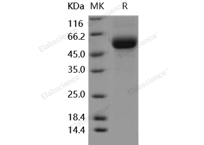 Валидация Elabscience PKSH031757(2392)