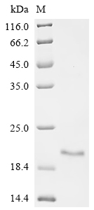 SDS-PAGE