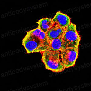 Валидация IF - AntibodySystem RHG20802