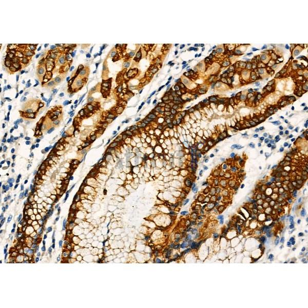 Валидация Affinity DF8448 - 20327