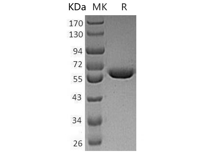 Валидация Elabscience PKSH033156(3512)
