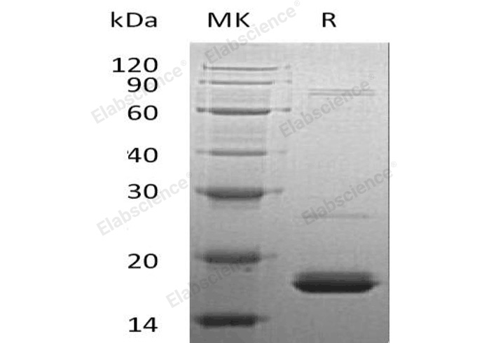 Валидация Elabscience PKSH032334(2825)