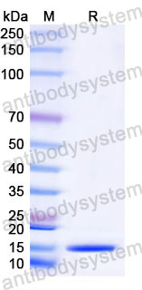 Валидация SDS-PAGE - AntibodySystem RHG80901
