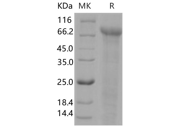 Валидация Elabscience PKSH031043(1844)