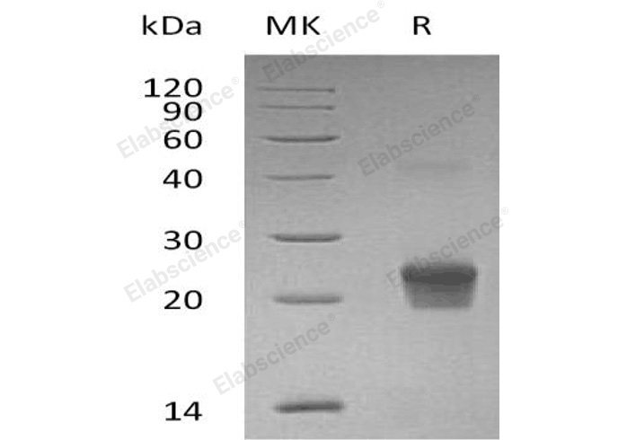 Валидация Elabscience PKSH033273(3611)