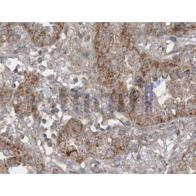 Валидация Affinity AF5135 - 2519