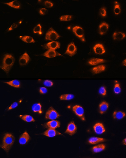 Валидация Elabscience E-AB-91948