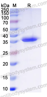 Валидация AntibodySystem YVV24601