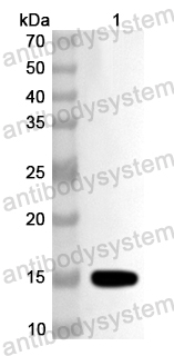 Валидация AntibodySystem PHA77701