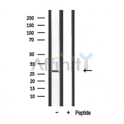 Валидация Affinity DF3350 - 14215