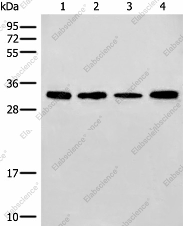 Вестерн-блоттинг, ERCC1, клетки 293T, NIH/3T3 и ткань печени мыши