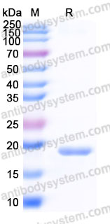 EHF14301, SDS-PAGE
