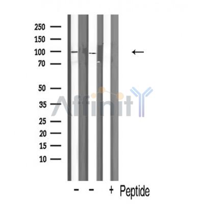 Валидация Affinity AF5205 - 2660