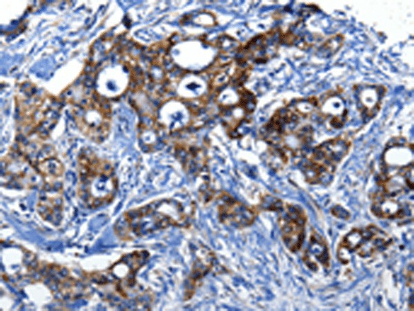 Валидация Elabscience E-AB-18207