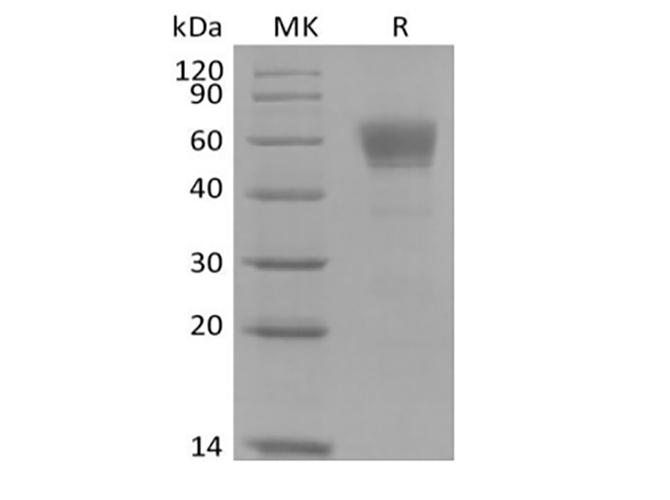 Валидация Elabscience PKSQ050122(5493)
