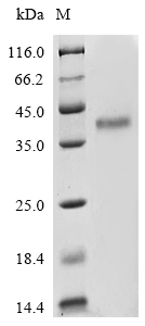 SDS-PAGE