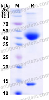 AHF46302, SDS-PAGE